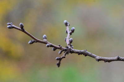 Close-up of plant against blurred background