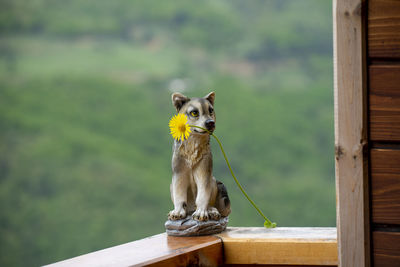 Portrait of dog sitting on wood