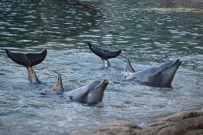 High angle view of birds in lake