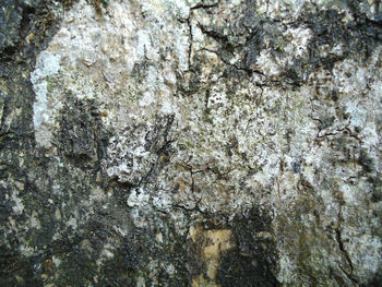 Low angle view of tree