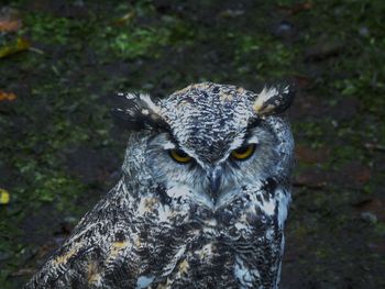 Close-up of owl