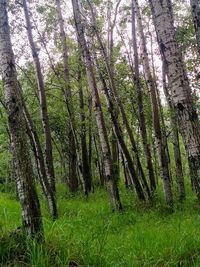 View of trees in forest