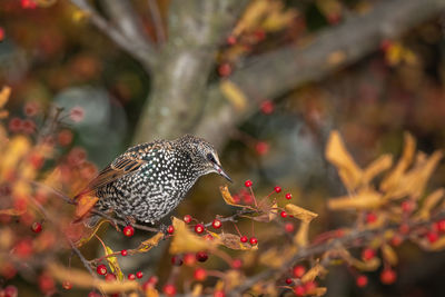 Close-up of bird perching on a plant