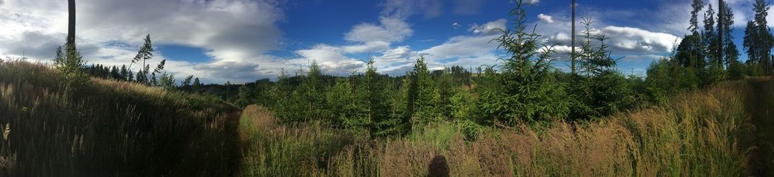 Panoramic shot of trees on land against sky