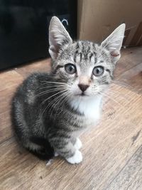 pet