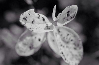 Close-up of white flowers