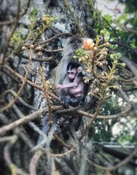 Close-up of monkey on tree branch