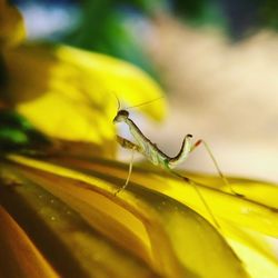 Close-up of praying mantis on yellow flower