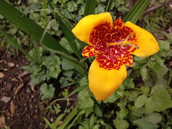 Close-up of yellow flower blooming outdoors