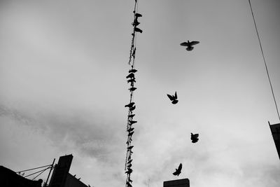 Low angle view of birds flying against sky