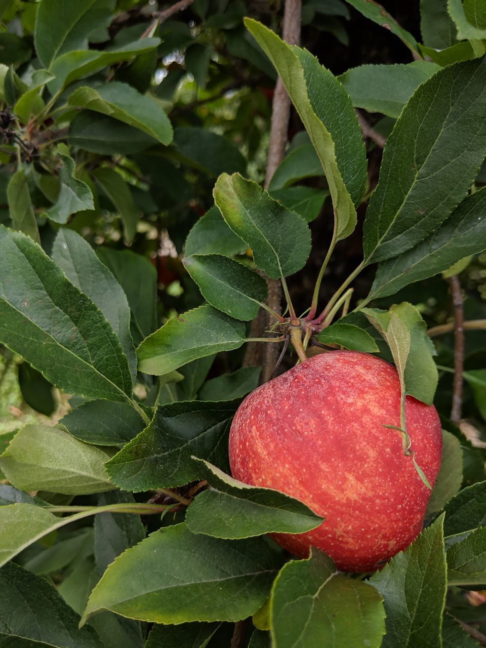CLOSE-UP OF APPLE GROWING IN PLANT
