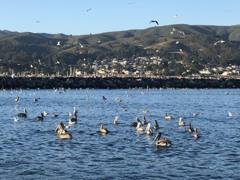 Flock of seagulls on lake