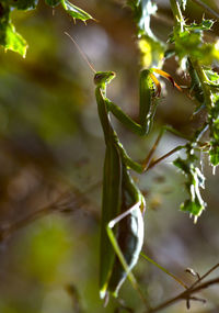 Close-up of insect on plant