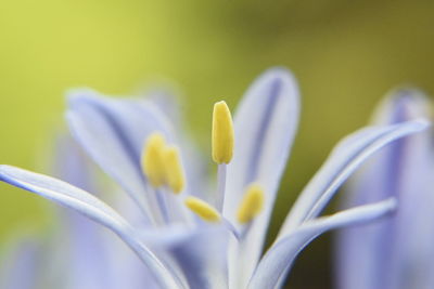 Close-up of purple crocus flower