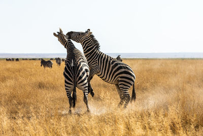 Zebra standing on field