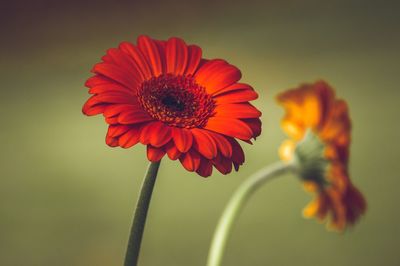 Close-up of orange flower blooming outdoors