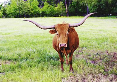 Texas longhorn standing on grassy field