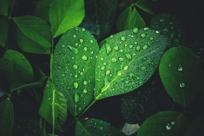 Close-up of raindrops on leaves