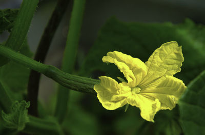 Close-up of yellow flowering plant