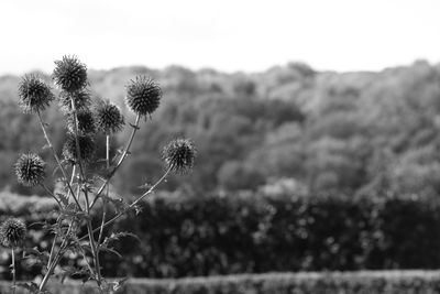 Close-up of fresh flower plants on field against sky