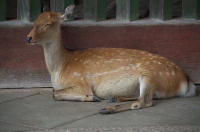 Side view of horse standing outdoors
