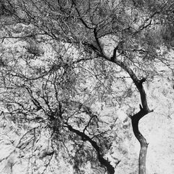 Low angle view of bare trees against sky