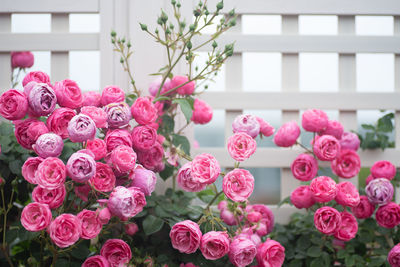 Close-up of pink roses