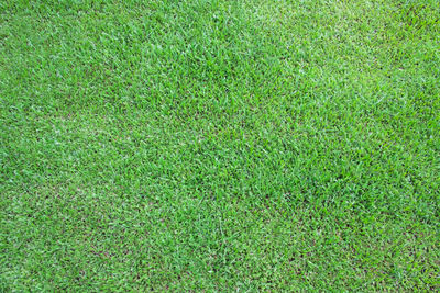 Full frame shot of green field