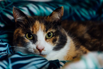 Close-up portrait of cat