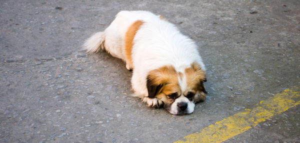 High angle view of puppy on footpath