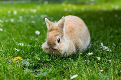 Close-up of rabbit on grassy field