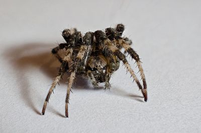 Close-up of spider