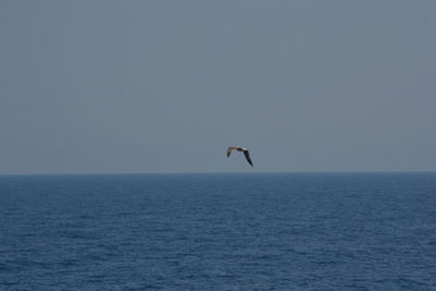 Bird flying over sea against clear sky