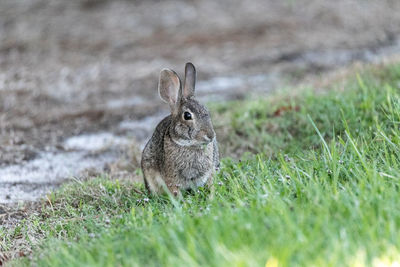 Marsh rabbit sylvilagus palustris with its short ears and large eyes 