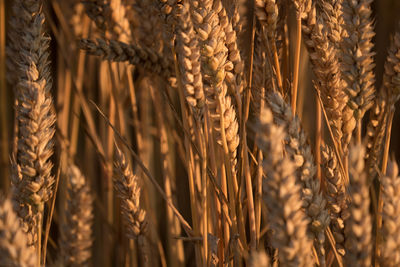 Close-up of wheat growing in field