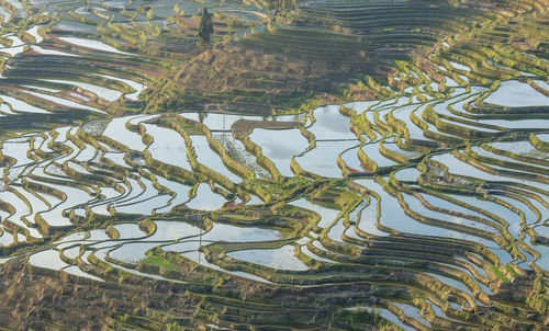 Yuanyang rice terrace, yunnan, china
