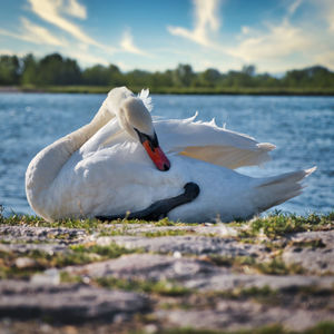 Swan in lake