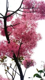 Low angle view of pink flower tree