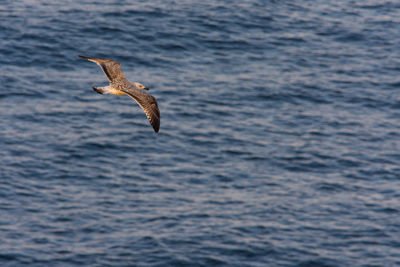 Bird flying over sea