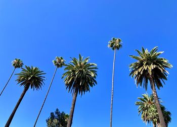 Low angle view of coconut palm trees against blue sky