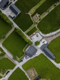 Top view of tea plantation south korea