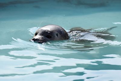 Close-up of turtle swimming in water