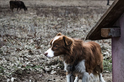 Portrait of a dog on field