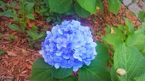 High angle view of blue flower blooming outdoors