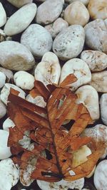 Close-up of dry leaves