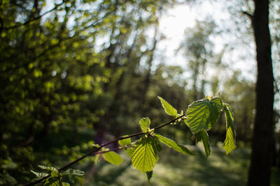 Close-up of fresh green leaves on branch