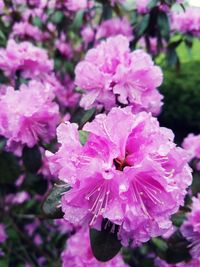 Close-up of pink flowers