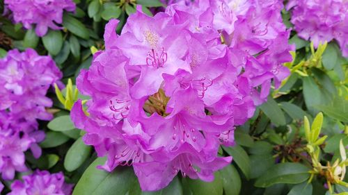 Close-up of purple flowers