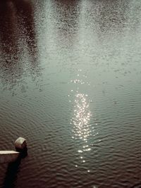 High angle view of swan swimming in lake