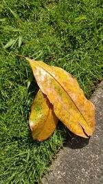 Close-up of leaves on field